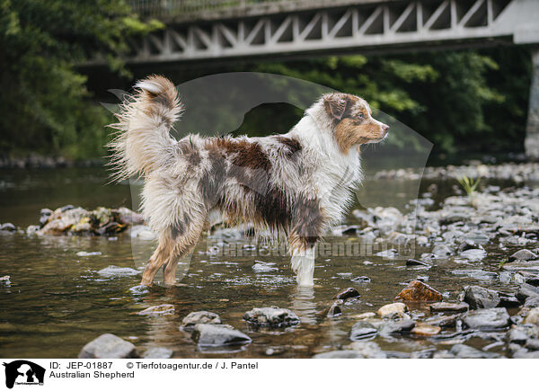 Australian Shepherd / Australian Shepherd / JEP-01887