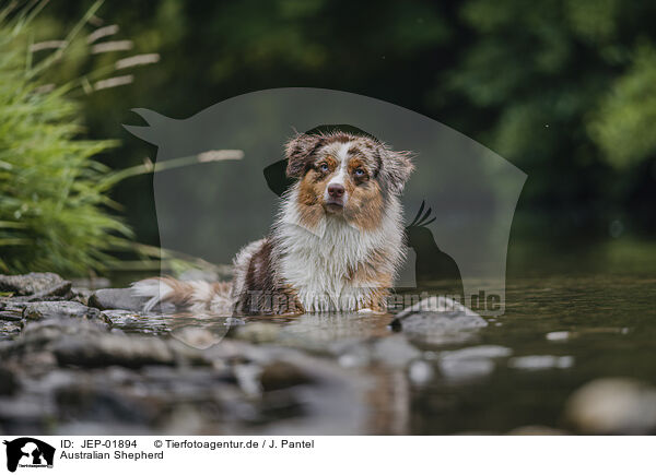 Australian Shepherd / Australian Shepherd / JEP-01894