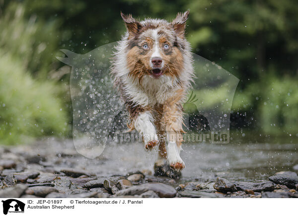 Australian Shepherd / Australian Shepherd / JEP-01897