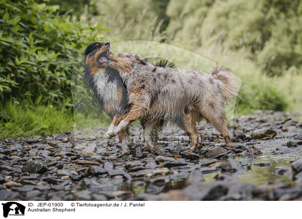 Australian Shepherd / Australian Shepherd / JEP-01900