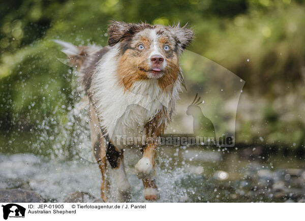 Australian Shepherd / Australian Shepherd / JEP-01905