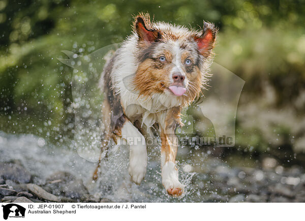 Australian Shepherd / Australian Shepherd / JEP-01907