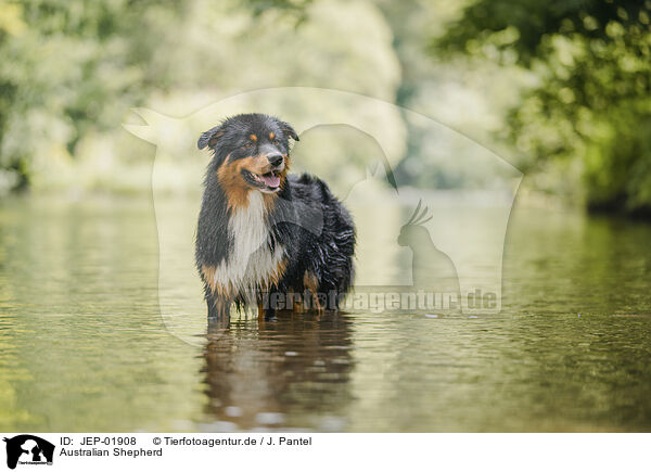 Australian Shepherd / Australian Shepherd / JEP-01908