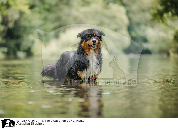 Australian Shepherd / Australian Shepherd / JEP-01910