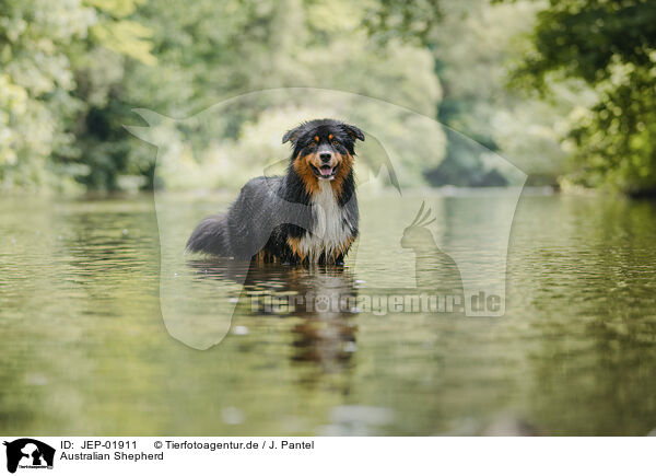 Australian Shepherd / Australian Shepherd / JEP-01911