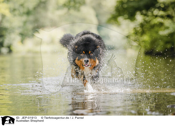 Australian Shepherd / Australian Shepherd / JEP-01913
