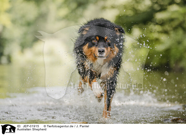 Australian Shepherd / Australian Shepherd / JEP-01915