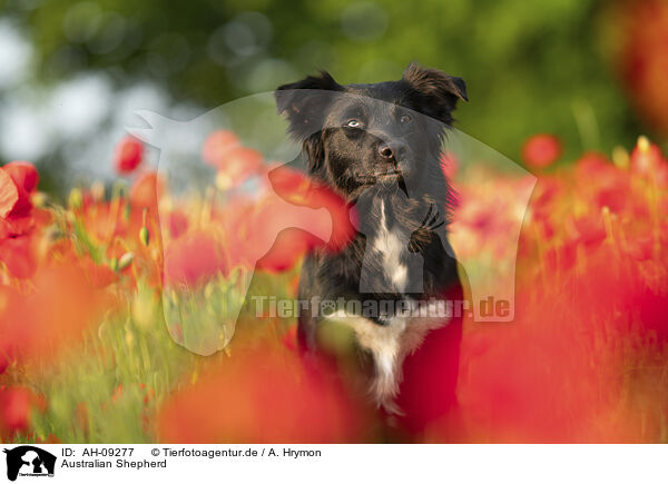 Australian Shepherd / Australian Shepherd / AH-09277