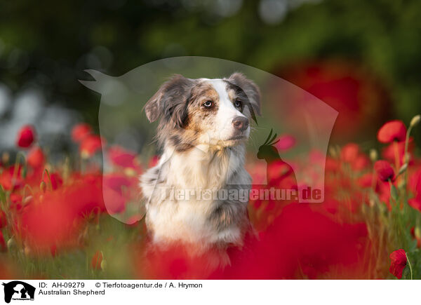 Australian Shepherd / Australian Shepherd / AH-09279