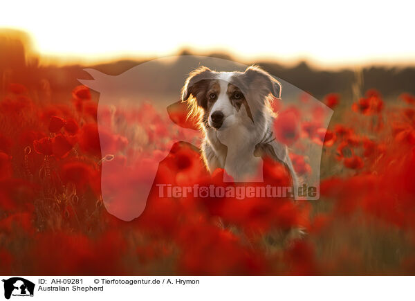 Australian Shepherd / Australian Shepherd / AH-09281