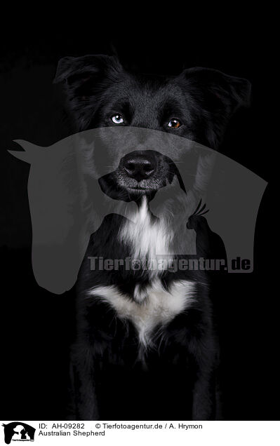 Australian Shepherd / Australian Shepherd / AH-09282