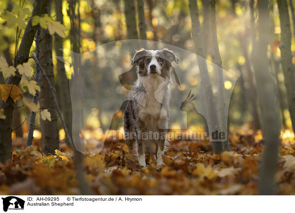 Australian Shepherd / Australian Shepherd / AH-09295
