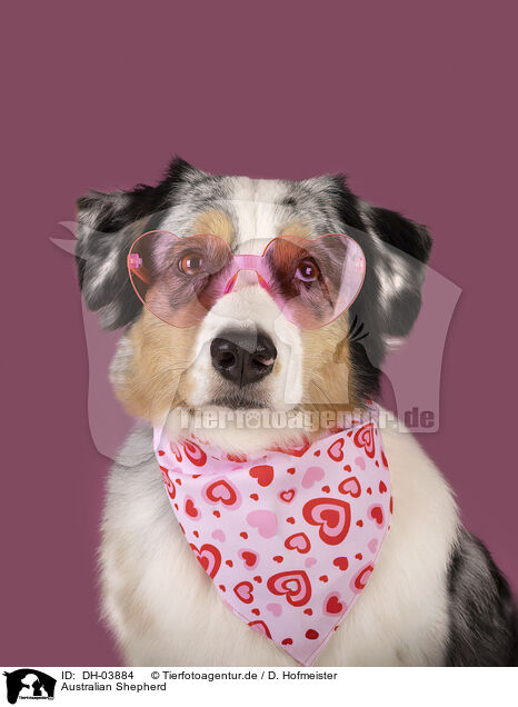 Australian Shepherd / Australian Shepherd / DH-03884