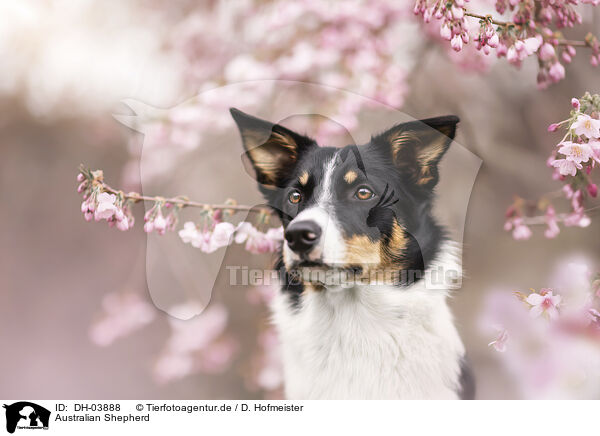 Australian Shepherd / Australian Shepherd / DH-03888