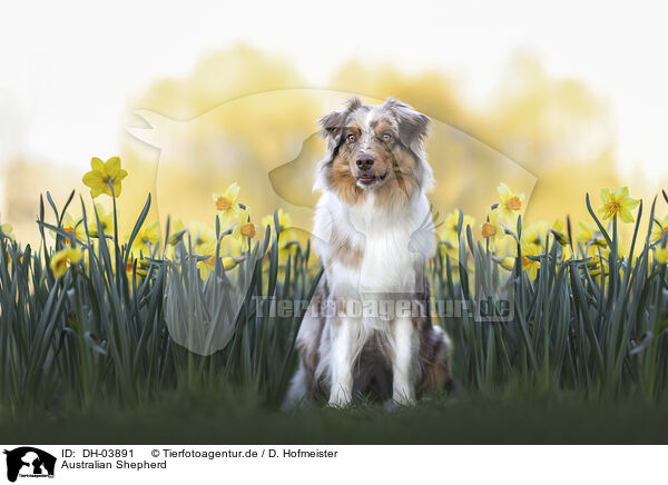 Australian Shepherd / Australian Shepherd / DH-03891