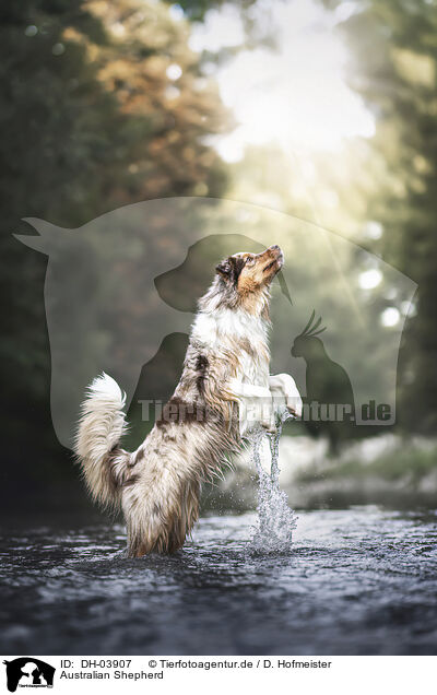 Australian Shepherd / Australian Shepherd / DH-03907