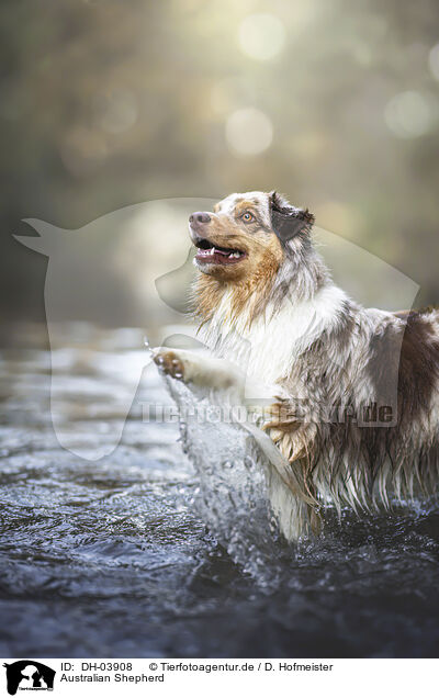 Australian Shepherd / Australian Shepherd / DH-03908