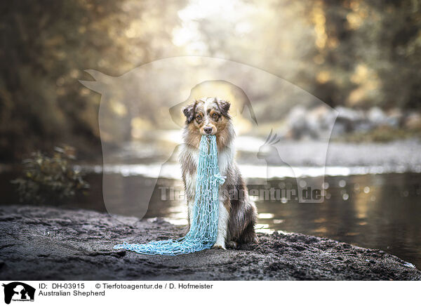 Australian Shepherd / Australian Shepherd / DH-03915