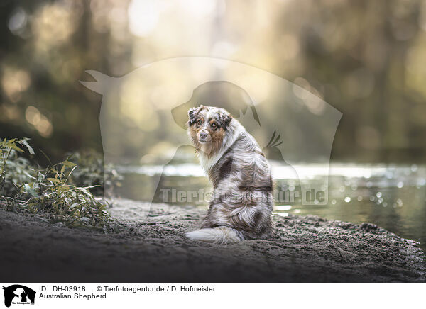 Australian Shepherd / Australian Shepherd / DH-03918