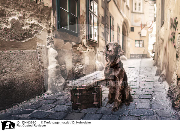 Flat Coated Retriever / Flat Coated Retriever / DH-03930