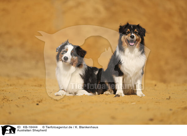 Australian Shepherd / Australian Shepherd / KB-18444