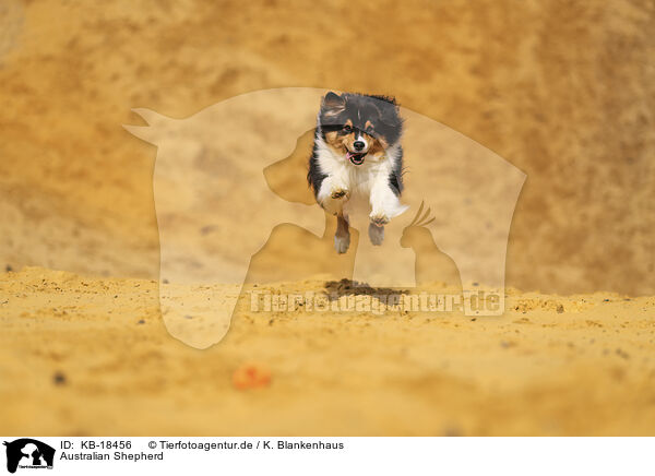 Australian Shepherd / Australian Shepherd / KB-18456