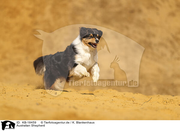 Australian Shepherd / Australian Shepherd / KB-18459