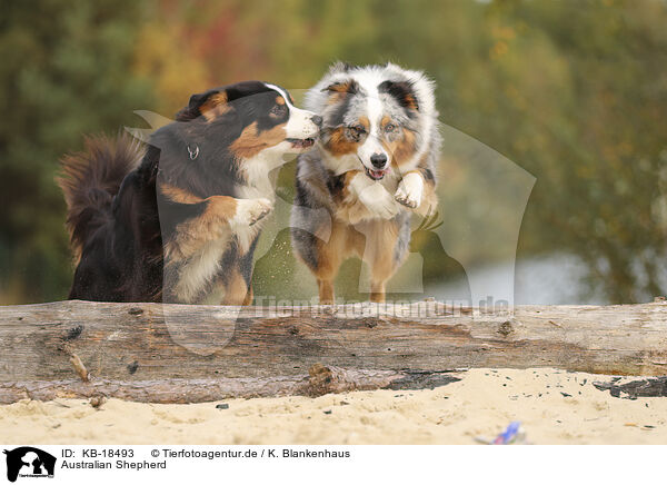 Australian Shepherd / Australian Shepherd / KB-18493