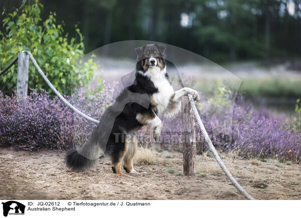 Australian Shepherd / Australian Shepherd / JQ-02612