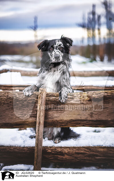 Australian Shepherd / Australian Shepherd / JQ-02620