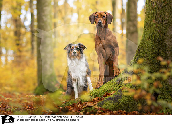 Rhodesian Ridgeback und Australian Shepherd / Rhodesian Ridgeback and Australian Shepherd / JEB-03415