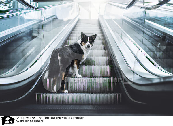 Australian Shepherd / Australian Shepherd / RP-01179