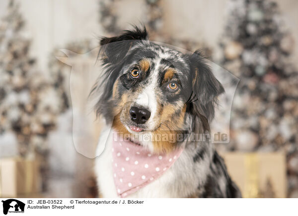 Australian Shepherd / Australian Shepherd / JEB-03522