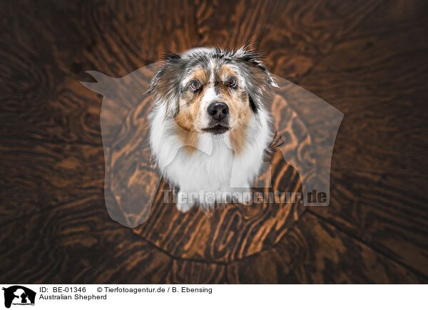 Australian Shepherd / Australian Shepherd / BE-01346