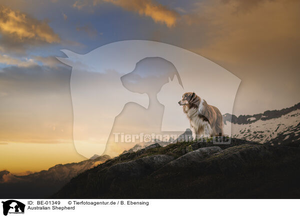 Australian Shepherd / Australian Shepherd / BE-01349