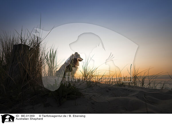 Australian Shepherd / BE-01369