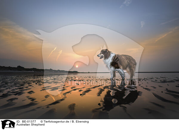 Australian Shepherd / BE-01377