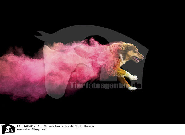 Australian Shepherd / Australian Shepherd / SAB-01431