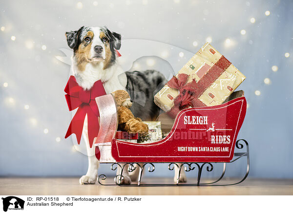 Australian Shepherd / Australian Shepherd / RP-01518