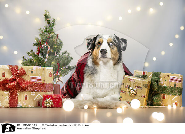 Australian Shepherd / Australian Shepherd / RP-01519