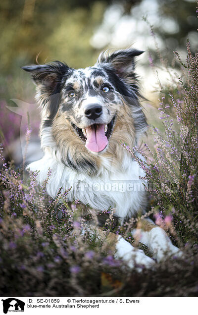 blue-merle Australian Shepherd / blue-merle Australian Shepherd / SE-01859