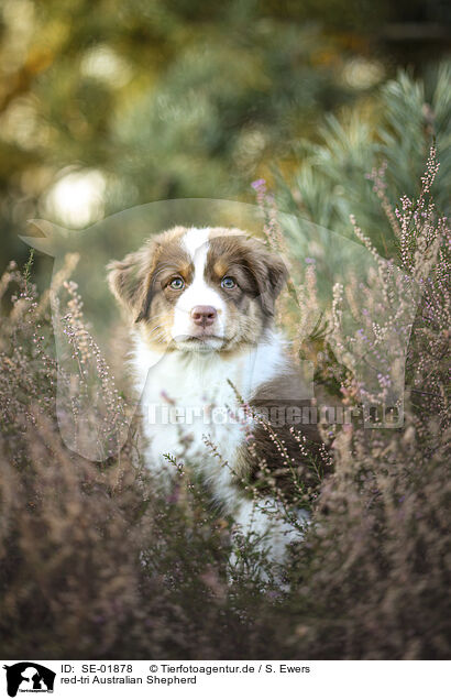 red-tri Australian Shepherd / red-tri Australian Shepherd / SE-01878