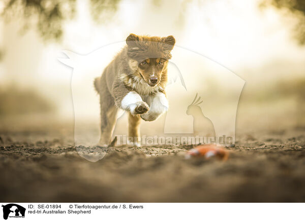 red-tri Australian Shepherd / red-tri Australian Shepherd / SE-01894