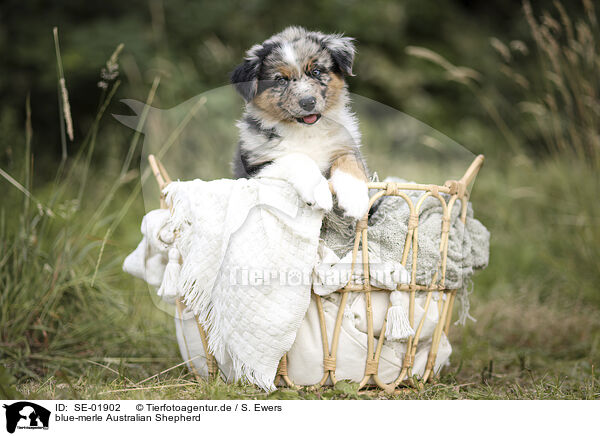blue-merle Australian Shepherd / blue-merle Australian Shepherd / SE-01902