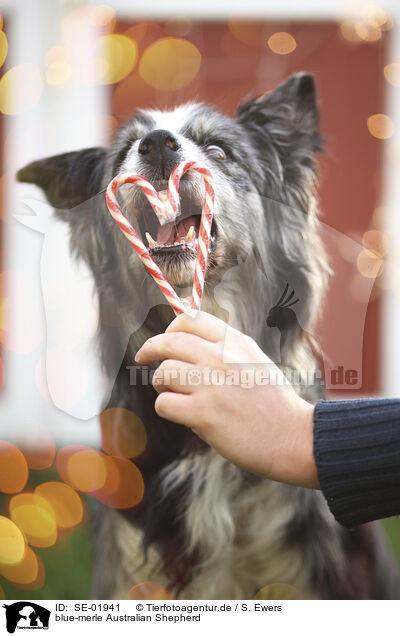 blue-merle Australian Shepherd / blue-merle Australian Shepherd / SE-01941