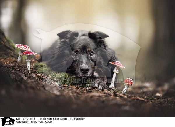 Australian Shepherd R�de / male Australian Shepherd / RP-01611