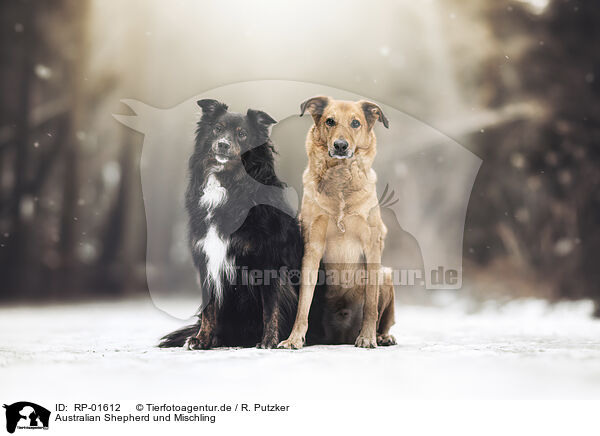 Australian Shepherd und Mischling / male Australian Shepherd and mongrel dog / RP-01612