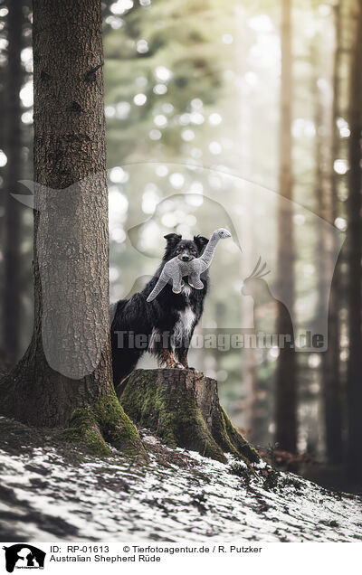 Australian Shepherd R�de / male Australian Shepherd / RP-01613