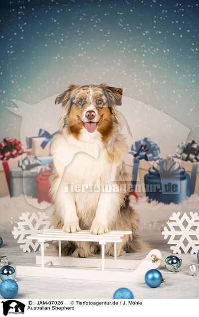Australian Shepherd / Australian Shepherd / JAM-07026
