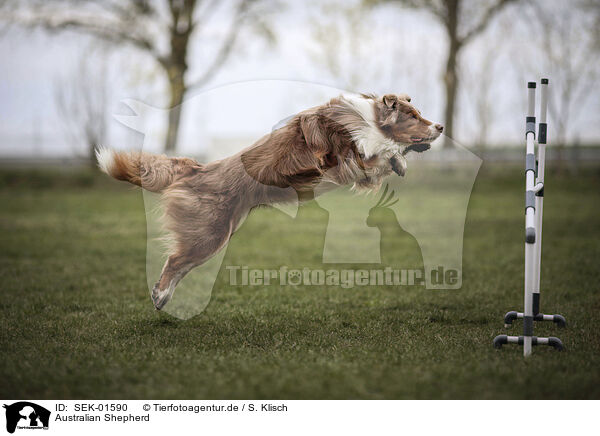 Australian Shepherd / Australian Shepherd / SEK-01590